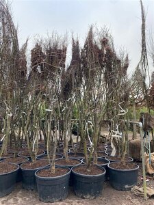 Acer pal. 'Fireglow' 350-400 cm draadkluit meerstammig