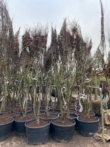 Acer pal. 'Fireglow' 350-400 cm draadkluit meerstammig - afbeelding 2