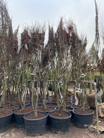 Acer pal. 'Fireglow' 350-400 cm WRB multi-stem - image 2