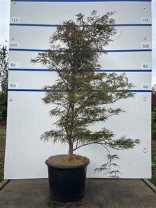 Acer pal. 'Garnet' 100-125 cm cont. 20L meerstammig