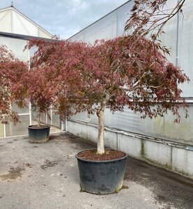 Acer pal. 'Garnet' 300-350 cm cont. 200L multi-stem