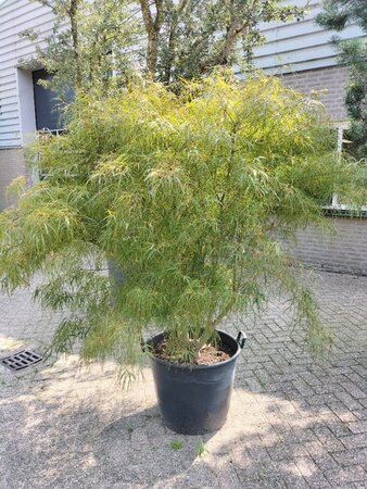 Acer pal. 'Koto-no-ito' 150-175 cm container meerstammig - afbeelding 1