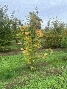 Acer platanoides 200-250 cm draadkluit meerstammig