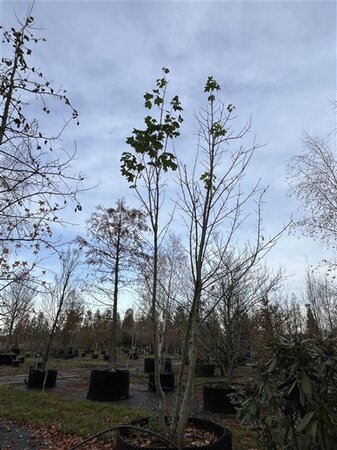 Acer platanoides 500-600 cm airpot meerstammig