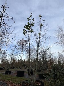 Acer platanoides 500-600 cm airpot meerstammig