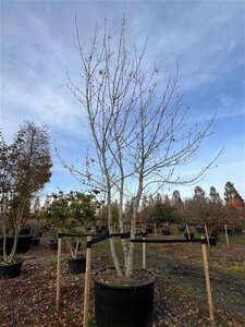Acer platanoides 600-700 cm cont. 600L meerstammig