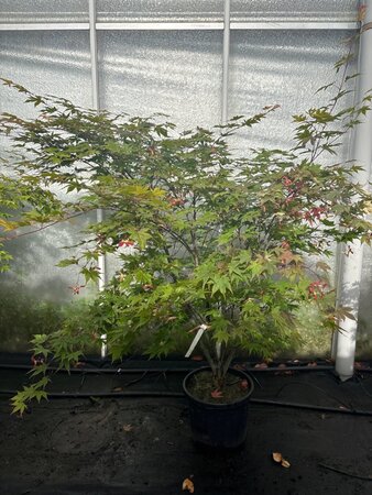 Acer pal. 'Osakazuki' 125-150 cm cont. 20L meerstammig - afbeelding 4