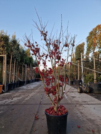 Acer pal. 'Osakazuki' 125-150 cm cont. 20L meerstammig - afbeelding 2