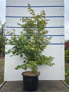 Acer pal. 'Osakazuki' 125-150 cm cont. 20L meerstammig