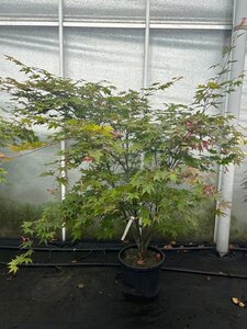 Acer pal. 'Osakazuki' 125-150 cm cont. 20L meerstammig - afbeelding 3