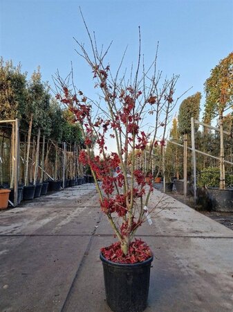 Acer pal. 'Osakazuki' 125-150 cm cont. 20L meerstammig - afbeelding 3