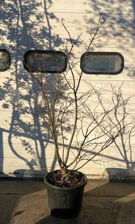 Acer pal. 'Osakazuki' 150-200 cm cont. 30L meerstammig solitair