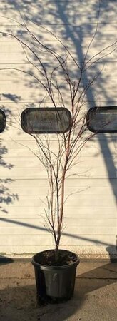 Acer pal. 'Sangokaku' 150-200 cm cont. 45L meerstammig