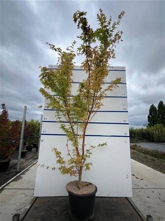 Acer pal. 'Sangokaku' 175-200 cm cont. 20L meerstammig