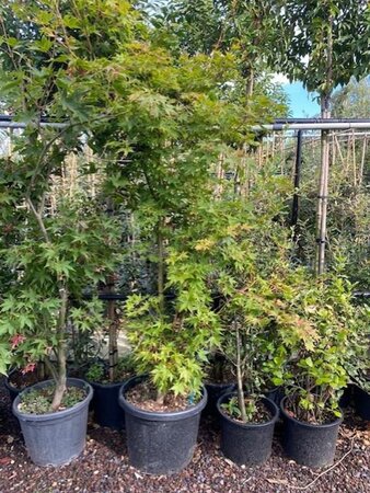 Acer pal. 'Sangokaku' 175-200 cm cont. 55L meerstammig