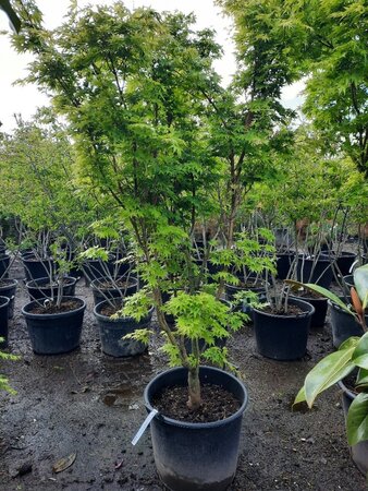 Acer pal. 'Sangokaku' 200-250 cm container meerstammig - afbeelding 1