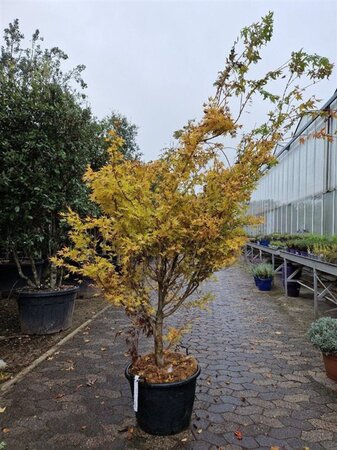 Acer pal. 'Sangokaku' 200-250 cm container meerstammig - afbeelding 5