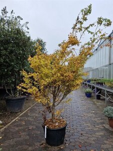 Acer pal. 'Sangokaku' 200-250 cm container meerstammig - afbeelding 5