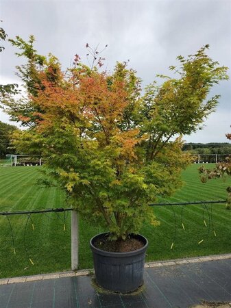 Acer pal. 'Sangokaku' 200-250 cm container meerstammig - afbeelding 4