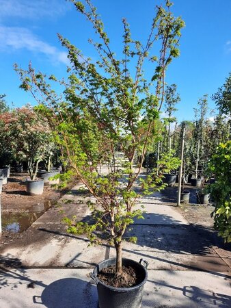 Acer pal. 'Sangokaku' 200-250 cm container meerstammig - afbeelding 2