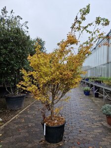 Acer pal. 'Sangokaku' 200-250 cm container meerstammig - afbeelding 3