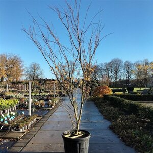 Acer pal. 'Sangokaku' 250-300 cm container meerstammig - afbeelding 2
