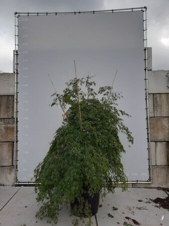 Acer pal. 'Shinonome' 225-250 cm draadkluit meerstammig