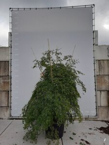 Acer pal. 'Shinonome' 225-250 cm draadkluit meerstammig
