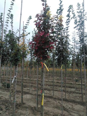 Acer rubrum 'Brandywine' 10-12 Hoogstam wortelgoed