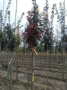 Acer rubrum 'Brandywine' 10-12 Hoogstam wortelgoed