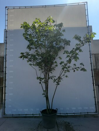 Acer rubrum 225-250 cm draadkluit meerstammig