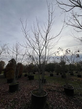 Acer rubrum 400-450 cm cont. 230L meerstammig