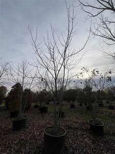 Acer rubrum 400-450 cm cont. 230L meerstammig
