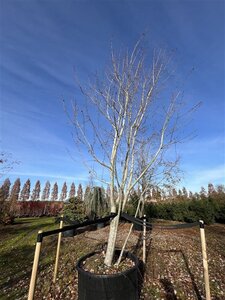 Acer rubrum 600-700 cm cont. 600L meerstammig - afbeelding 1