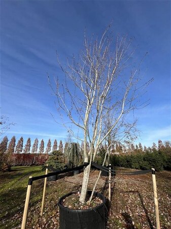 Acer rubrum 600-700 cm cont. 600L meerstammig
