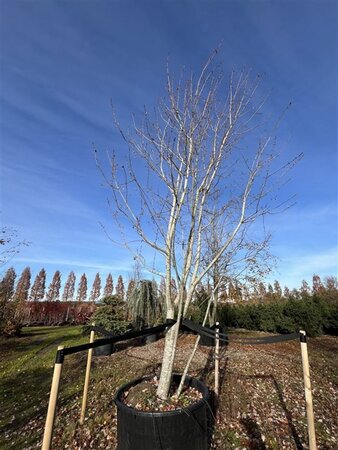 Acer rubrum 600-700 cm cont. 600L multi-stem - image 1