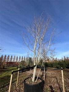 Acer rubrum 600-700 cm cont. 600L multi-stem