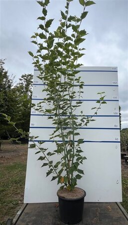Acer rufinerve 200-225 cm cont. 20L meerstammig