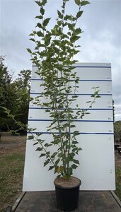 Acer rufinerve 200-225 cm cont. 20L meerstammig
