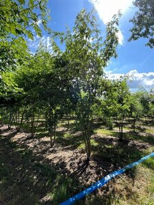 Acer s. 'Laciniatum Wieri' 500-600 cm draadkluit meerstammig