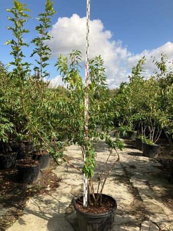 Acer tataricum ginnala 200-250 cm cont. 95L meerstammig