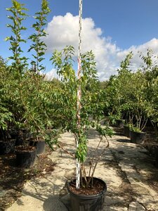Acer tataricum ginnala 200-250 cm cont. 95L meerstammig