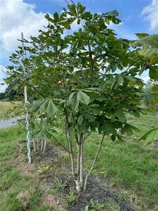 Aesculus hippocastanum 250-300 cm draadkluit meerstammig extra