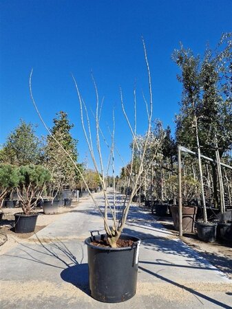 Albizia julibrissin 175-200 cm container multi-stem paraplu