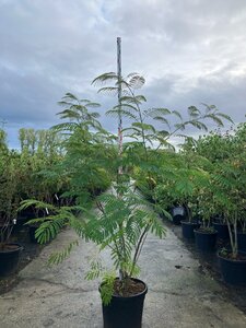 Albizia julibrissin 200-225 cm cont. 90L meerstammig - afbeelding 2