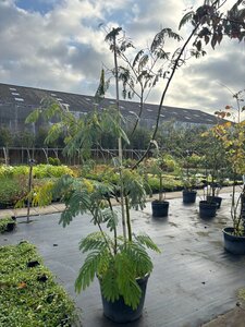 Albizia julibrissin 200-250 cm cont. 60L meerstammig