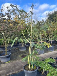 Albizia julibrissin 200-250 cm cont. 60L meerstammig - afbeelding 2