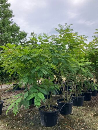 Albizia julibrissin 250-275 cm cont. 150L meerstammig - afbeelding 1