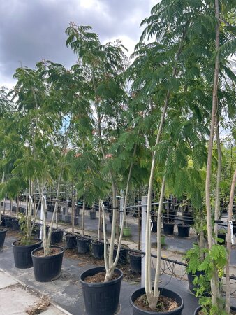 Albizia julibrissin 300-350 cm draadkluit meerstammig - afbeelding 1