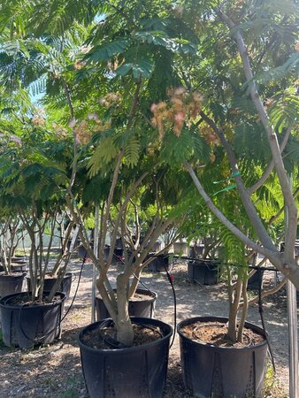 Albizia julibrissin 300-350 cm draadkluit meerstammig - afbeelding 7